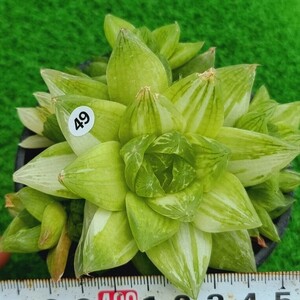 0517発送-W349 Cuspidata(錦) Haworthia 多肉植物 韓国苗