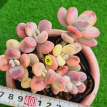 0517発送-Y508 嫁入り娘(錦) Cotyledon 多肉植物 韓国苗_画像1