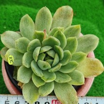 0517発送-Y537 アイス(錦) エケベリア 多肉植物 韓国苗_画像1