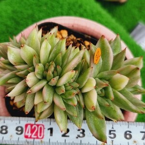 0517発送‐O437 Elkhorn(錦) エケベリア 多肉植物 韓国苗