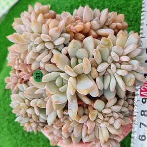 0524発送-G131 モンロー綴化 エケベリア 多肉植物 韓国苗