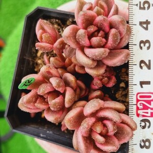 0524発送-G172 チョコレット(錦) Sedum 多肉植物 韓国苗