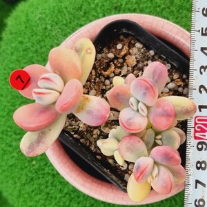 0524発送-R307 嫁入り娘(錦) Cotyledon 多肉植物 韓国苗