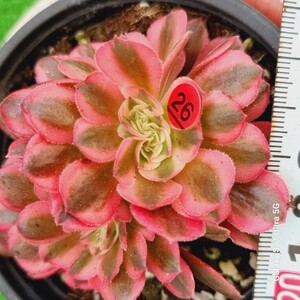 0524発送-R326 ピンク魔女綴化 Aeonium 多肉植物 韓国苗