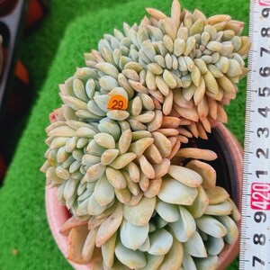 0524発送-O229 モンロー綴化 エケベリア 多肉植物 韓国苗