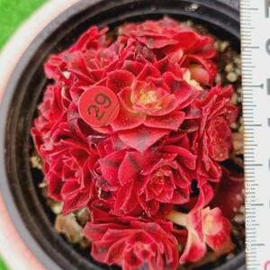 0524発送-R329 ピンク魔女 Aeonium 多肉植物 韓国苗