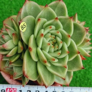 0524発送‐Y585 Bluedragen エケベリア 多肉植物 韓国苗