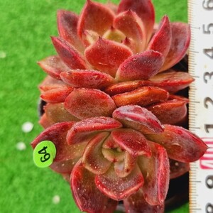 0524発送-YG464 クッキー エケベリア 多肉植物 韓国苗