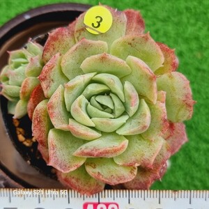 0531発送‐Y503 モヒカン変異 エケベリア 多肉植物 韓国苗