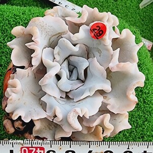 0607-発送R129 ビューティークリスタル エケベリア 多肉植物 韓国苗