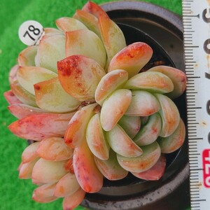 0508-W478 Starmark エケベリア 多肉植物 韓国苗