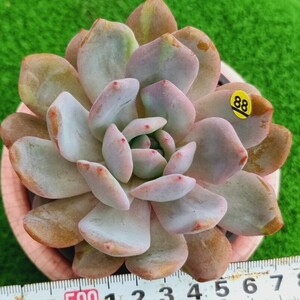 0502-Y388 モンロー×アリエル交配(錦) エケベリア 多肉植物 韓国苗