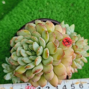 0504‐R544 グロブローサ交配 エケベリア 多肉植物 韓国苗