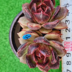 0506-B027 クッキー エケベリア 多肉植物 韓国苗