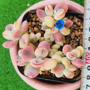 0506-B099 嫁入り娘(錦) Cotyledon 多肉植物 韓国苗