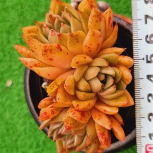 0507-O256 メキシモン エケベリア 多肉植物 韓国苗