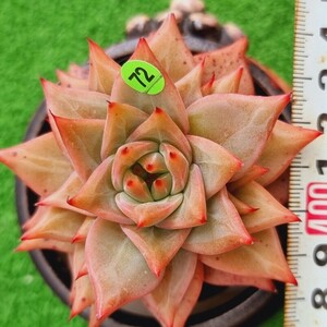 0508-YG572 Red Dragon エケベリア 多肉植物 韓国苗