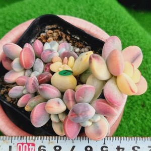 0517発送-G101 嫁入り娘(錦) Cotyledon 多肉植物 韓国苗