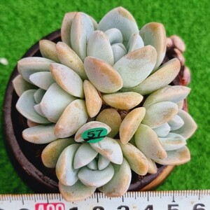 0517発送-G157 玉指輪 エケベリア 多肉植物 韓国苗