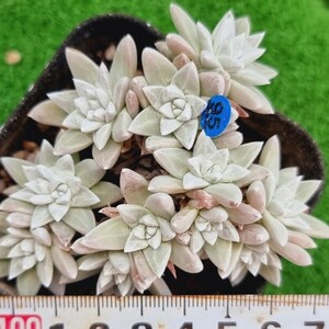 0517発送-B095 ホワイトグリニ Dudleya 多肉植物 韓国苗