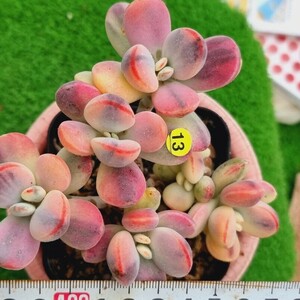 0517発送-Y513 嫁入り娘(錦) Cotyledon 多肉植物 韓国苗