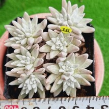 0517発送-Y518 ホワイトグリニ Dudleya 多肉植物 韓国苗_画像1