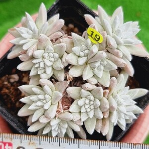 0517発送-Y519 ホワイトグリニ Dudleya 多肉植物 韓国苗