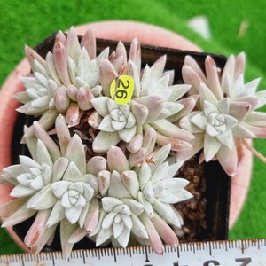 0517発送-Y526 ホワイトグリニ Dudleya 多肉植物 韓国苗