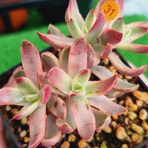 0517発送‐O431 キャンディーカール Crassula 多肉植物 韓国苗_画像2