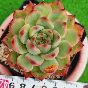 0517発送‐O435 Fire Pillar(錦) エケベリア 多肉植物 韓国苗