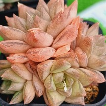 0517発送‐O447 テントラ Haworthia 多肉植物 韓国苗_画像2