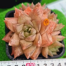 0517発送‐O447 テントラ Haworthia 多肉植物 韓国苗_画像1