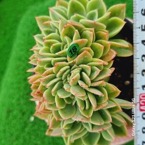 0524発送-G118 ペンジ綴化 エケベリア 多肉植物 韓国苗