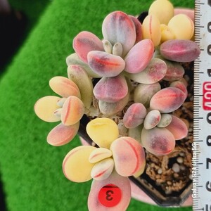 0524発送-R303 嫁入り娘(錦) Cotyledon 多肉植物 韓国苗