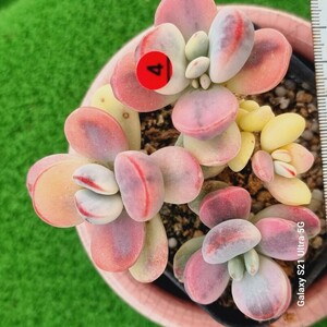 0524発送-R304 嫁入り娘(錦) Cotyledon 多肉植物 韓国苗