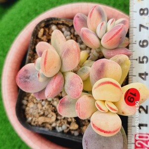 0524発送-R319 嫁入り娘(錦) Cotyledon 多肉植物 韓国苗