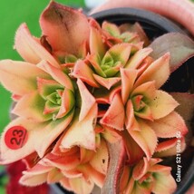 0524発送-R323 Decorum(錦) Aeonium 多肉植物 韓国苗_画像2