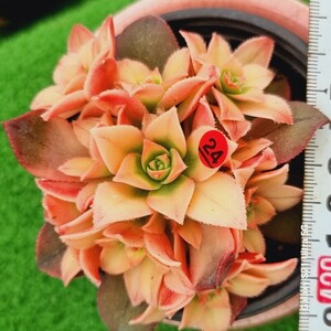 0524発送-R324 Decorum(錦) Aeonium 多肉植物 韓国苗