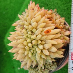 0524発送-O255 原種コロラタ綴化 エケベリア 多肉植物 韓国苗