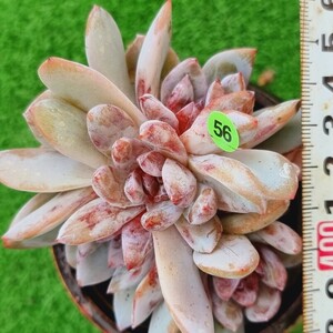 0524発送-YG456 ドイツシャンペン エケベリア 多肉植物 韓国苗