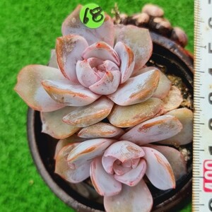 0524発送-YG468 冬の花 エケベリア 多肉植物 韓国苗