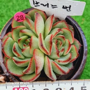 0531発送‐P328 ブリスベン エケベリア 多肉植物 韓国苗