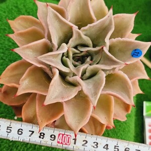 0607-発送B011 マディーバ エケベリア 多肉植物 韓国苗