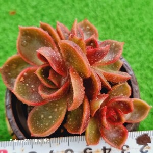 0607-発送R119 紅燈 エケベリア 多肉植物 韓国苗