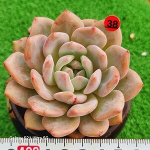 0607-発送R138 アリエル エケベリア 多肉植物 韓国苗