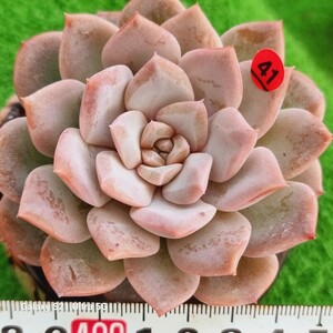 0607-発送R141 花 エケベリア 多肉植物 韓国苗