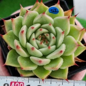 0607-発送B057 Toscanelli エケベリア 多肉植物 韓国苗