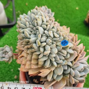 0607-発送B090 モンロー綴化 エケベリア 多肉植物 韓国苗