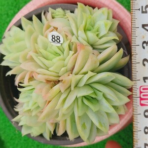0508-W488 ラズベリー(錦) エケベリア 多肉植物 韓国苗