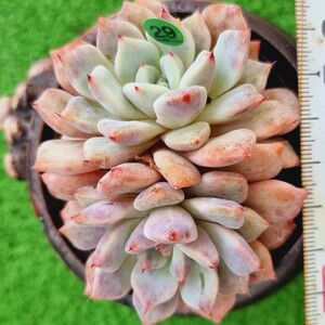 0506-G129 Soulheart エケベリア 多肉植物 韓国苗